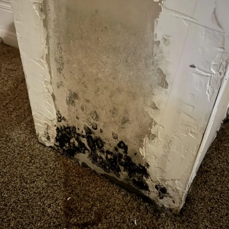 Professional Mold Removal in Morgantown, WV